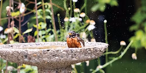 Beat the Heat: Water Features