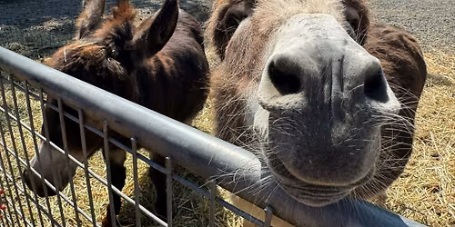 Farm Open Day: Welcome to Summer!