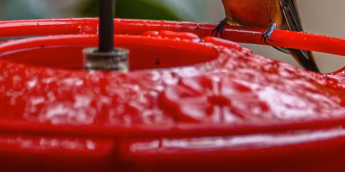 Following the Flock!