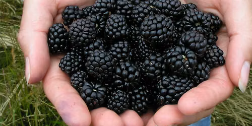 Okanagan Blackberry Fest!
