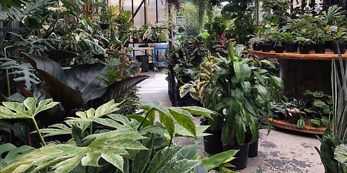 PLANT SALE Toukley! 40% off plants at Noraville Green