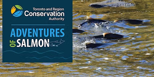 Salmon Walk at Marie Curtis Park