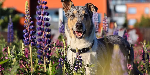 Minna Uuraisen koulutus (toko, rally-toko, pk-tottis, koiratanssi)