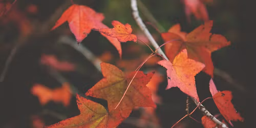 Autumn Nature Craft at Rock Road Library