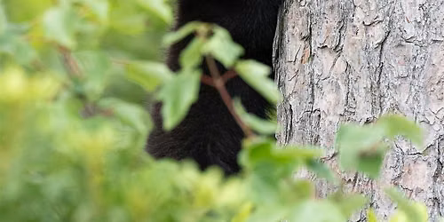BearWise: Living Responsibly with Bears