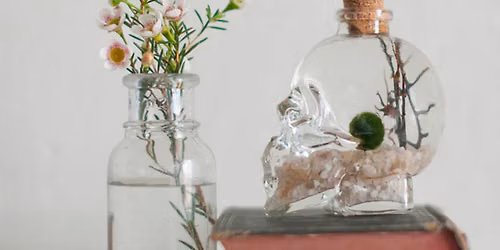 Skull Jar Marimo Moss Ball Aquatic Terrarium