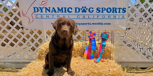 December 13-14 2025 Barn Hunt trials