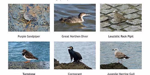 Birdwatching at Mevagissey Harbour