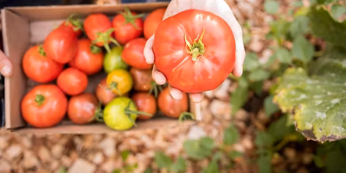 FREE: Planting Your Summer Vegetable Garden