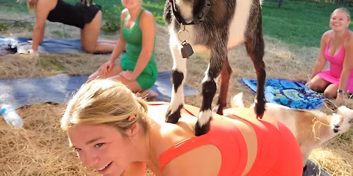4\/4 Goat Yoga at Jaybird Hammock Farm - with Kayla Jones