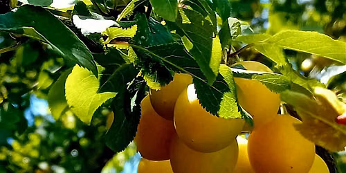 Cherry Plum Day & Spell Walk