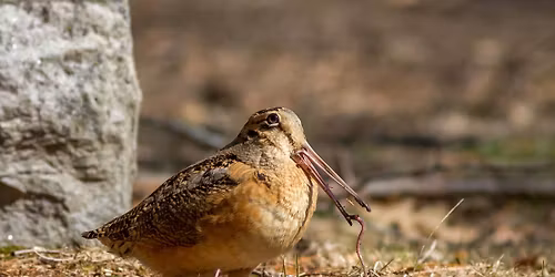 Dance of the American Woodcock