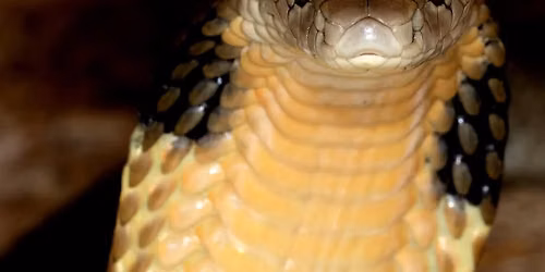Level 2C Introduction to Venomous Snakes in Captivity - Einfield CT
