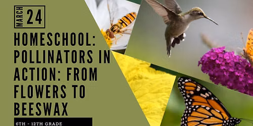Homeschool: 6th-12th Grade: Pollinators in Action - From Flowers to Beeswax