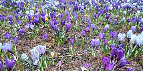 Wandel mee in het Vondelpark in Amsterdam