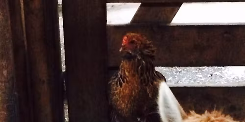 Knit Your 1st Colourwork Cowl