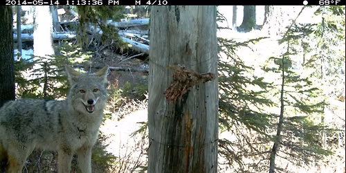 Queer Trans Wildlife Tracking Workshop