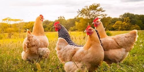 Beyond the Basics \u2013 Chicken Health & Wellness