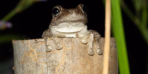 Frog Funday Sunday