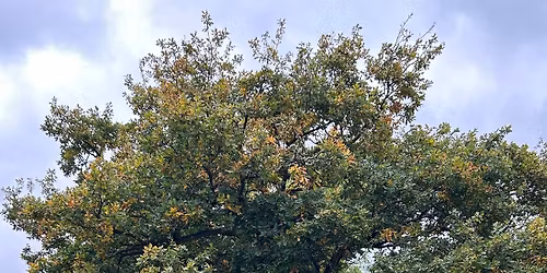 Redpath Pub Night and Quiz 