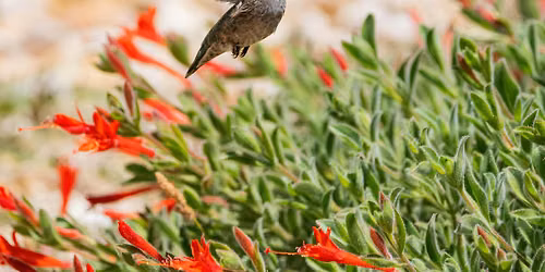 Coyote Creek Visitors Center BioBlitz