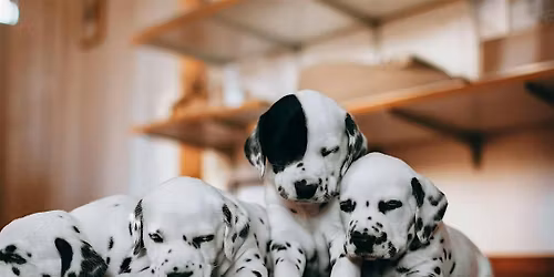 Puppy Yoga by Yoga Kawa Toronto Dalmatian Puppies