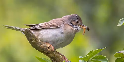 Newlands Corner (North Downs)