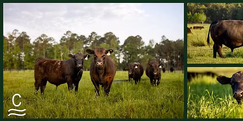 Spring Commercial Bred Heifer Sale