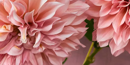 Dazed & Dahlias