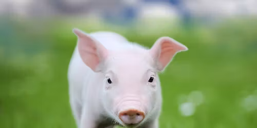 \u00c5bent Landbrug for hele familien