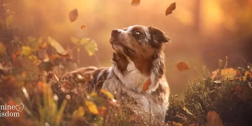 Introduction to Animal Communication