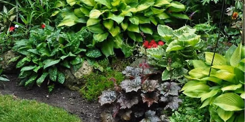 Lunch and Learn: Landscape Design for Shade Gardens