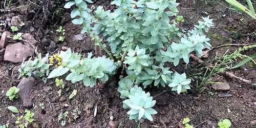 FREE Herbal Health Talk in Cork City - Herbs for Energy & Mood in the Darker Months