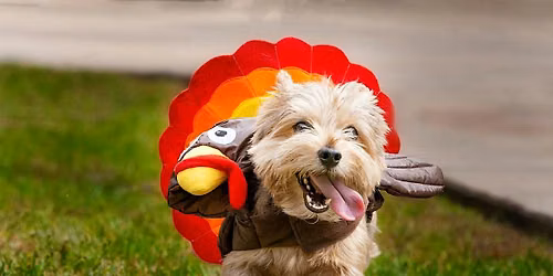Howl-oween Pet Costume Parade and Contest