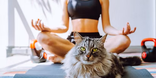 Cat and Kitten Yoga Fundraiser for NAWS