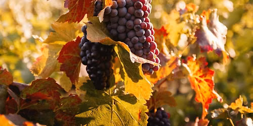 A Fall Wine Pop-Up at Local Flavors