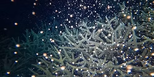 Coral Spawning Night Dive - Magnetic Island