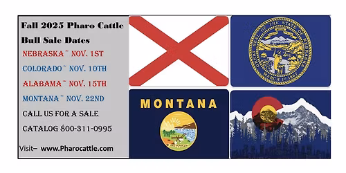 Montana Fall Bull Sale