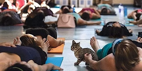 Yoga with Kittens