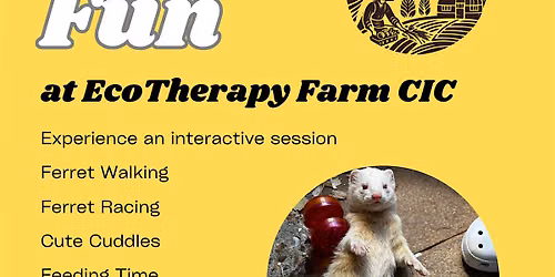 Ferret Fun Activity