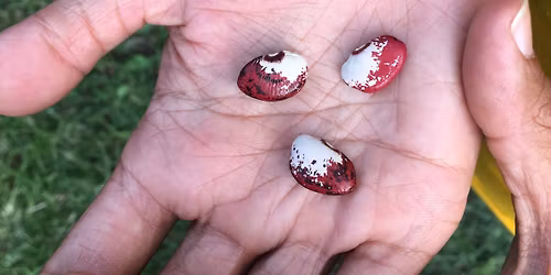 Edible Garden Planting Workshop