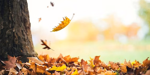 Fall Stroll in the Park (Adults and Ages 8+)