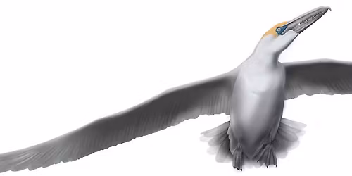 Prehistoric Bayside Museum - Inaugural Open Day