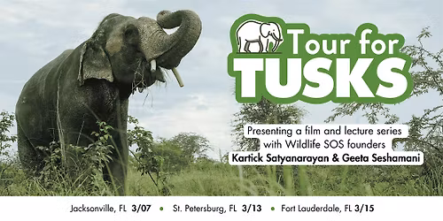 Tusk After Dusk: St. Petersburg, Florida