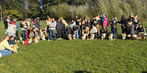 Corginade \u00e0 Lille