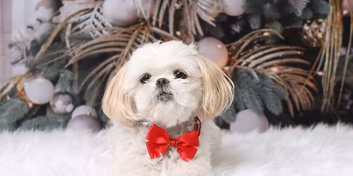 Christmas Pet Portraits Fundraiser