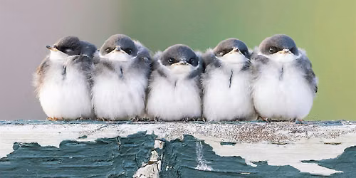 Kids with Bins: Youth-Led Bird Walks