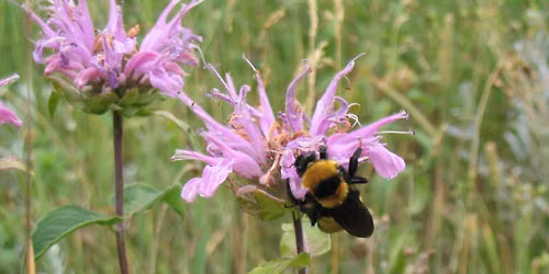 Bee Balm (Monarda)
