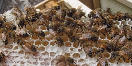 DCBA Holiday Potluck, Tell All, Black Jar Contest