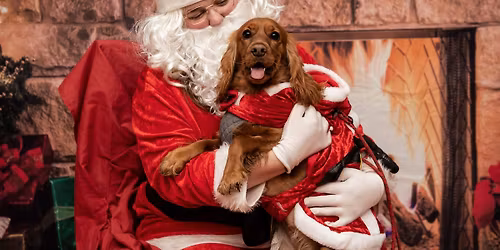 SANTA PAWS MORNING \ud83d\udc36 \ud83c\udf85